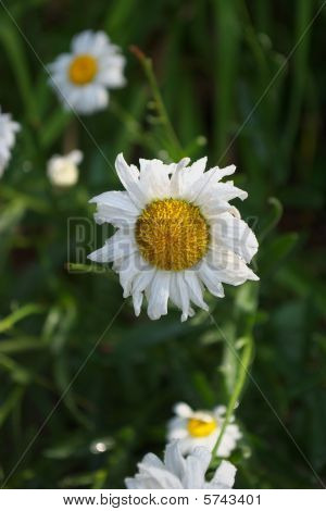 Daisywheel