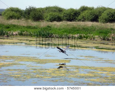 Blue Heron sobre Río