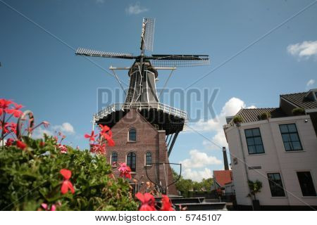 Blumen und die Windmühle