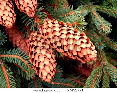 Pine cones on branches