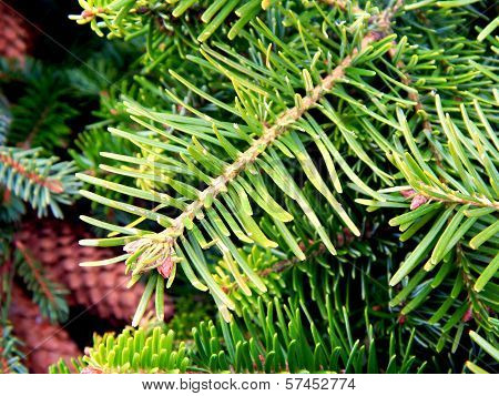 The pine branch of Christmas tree close-up