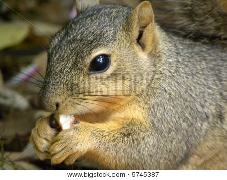 Squirrel