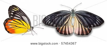 Female Painted Jezebel Butterfly