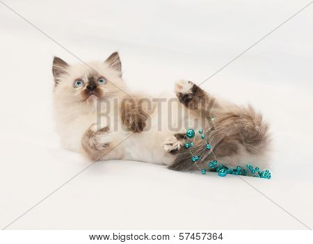 Fluffy Kitten Seal Point Fell On His Back, Wrapped Blue Beads