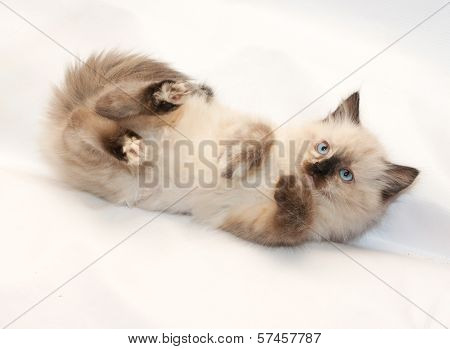 Seal Point Kitten With Blue Eyes Fell, With His Paws