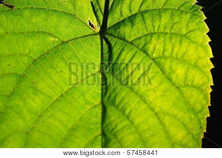 Green leaf