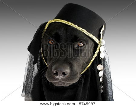 Cute dog