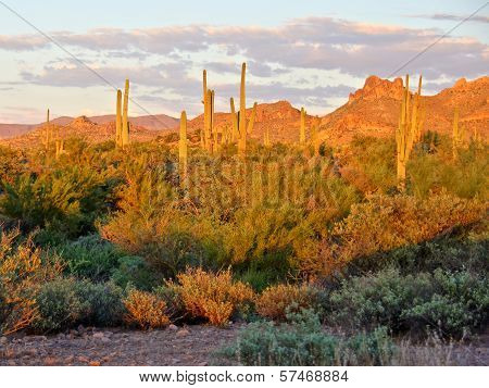Arizona desert