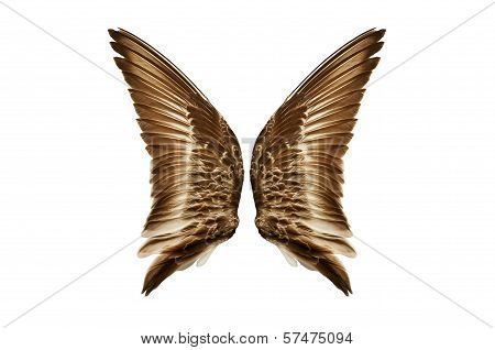 Pair of natural bird wings from outside view