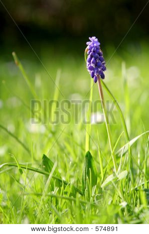 Muscari comosum