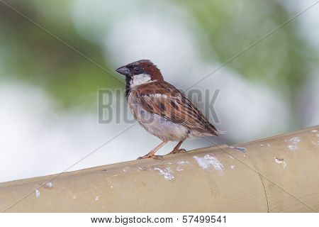 Short Tail Sparrow Sitting On A Roof