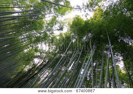 Bamboo Forest At Kyoto Japan