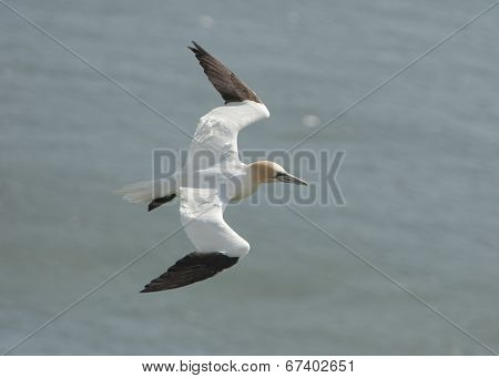 Gannet Seabird In Flight