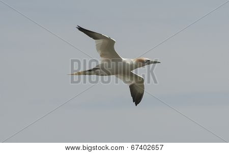Gannet Seabird In Flight