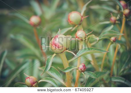 Unblown young peony bud in the garden, stock photo