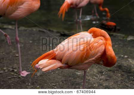 Flamingo sleeping