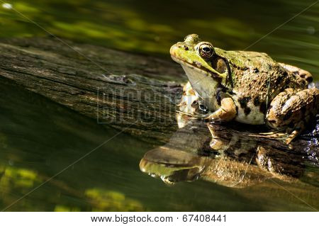 Green Frog