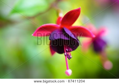 Blossoming Beautiful Red And Dark-cherry Fuchsia In Nature, ` Huet’s Kwarts`, Closeup