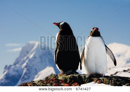 zwei Penguins träumen