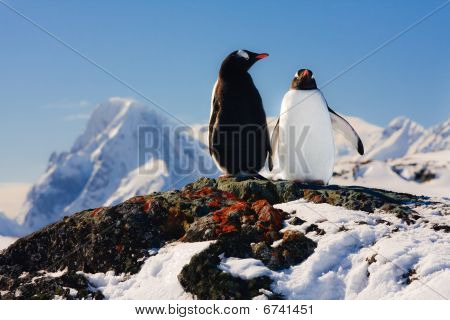 zwei Penguins träumen