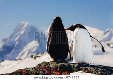 zwei Pinguine träumen