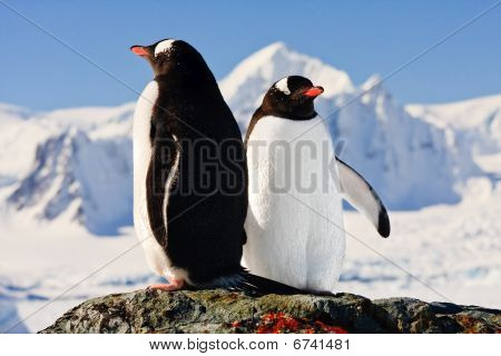 zwei Pinguine träumen