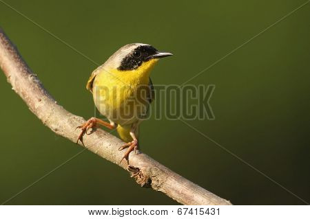 Common Yellowthroat Singing
