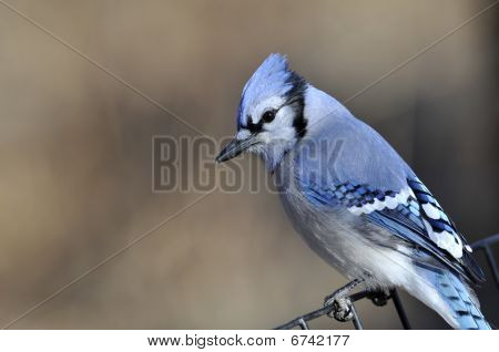 Blue Jay: Cyanocitta cristata