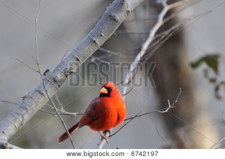 Nordlige kardinal: Cardinalis cardinalis