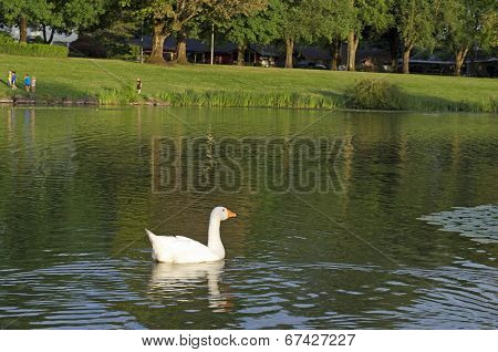 swan in the lake