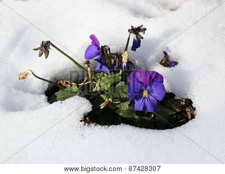 the first spring flowers