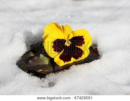 spring flowers