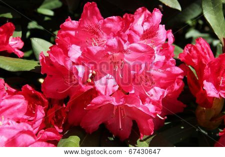 Rhododendron on the island