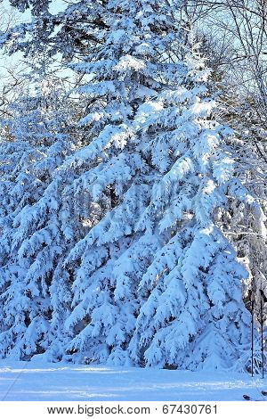 Thicket of spruce trees covered by snow.