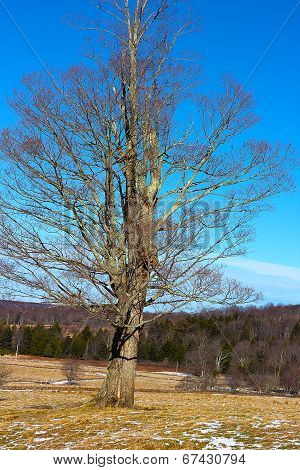 Lonely tree in the countryside skiing fields.