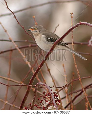 Northern Mockingbird Coughing Up Pellet