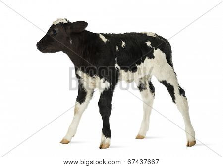 Belgian blue calf isolated on white