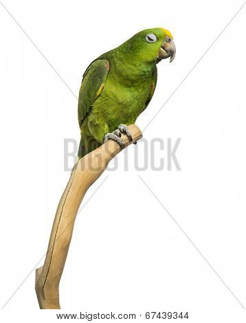 Panama Yellow-headed Amazon (5 months old) perched on a branch, isolated on white