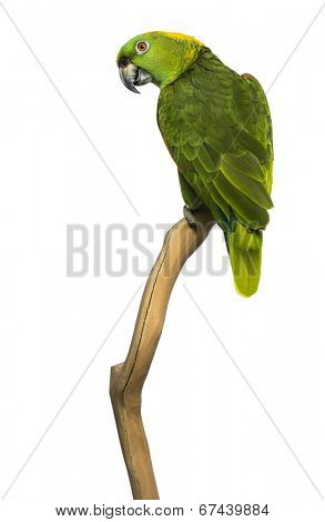Yellow-naped parrot (6 years old) perched on a branch, isolated on white