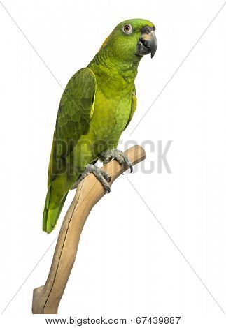 Yellow-naped parrot (6 years old) perched on a branch, isolated on white