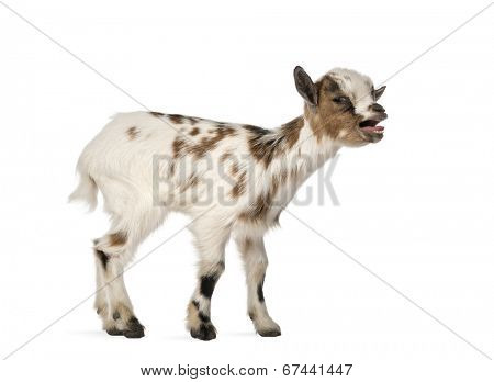 Young domestic goat bleating, kid, isolated on white
