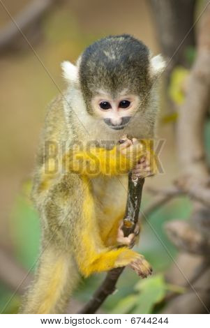 Macaco