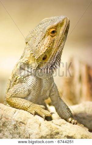 Hnědá Lizzard