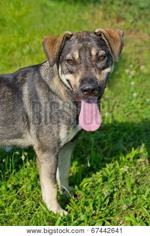 German Sheppard Mix