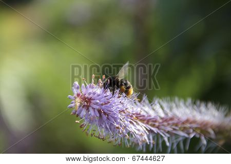 Bumblebee on flower