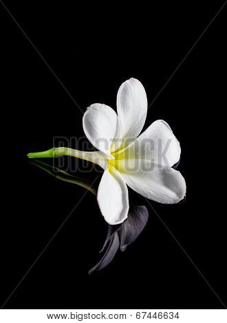 Frangipani Flower Isolated On Black Background