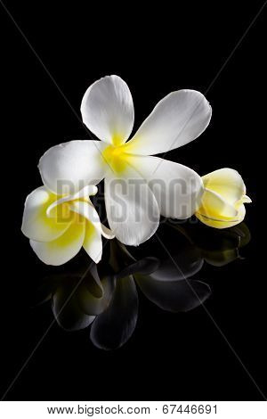 Frangipani Flower Isolated On Black Background