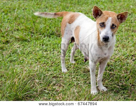 Lonely Dog Standing