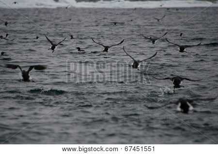 Many guillemots taking off low above water