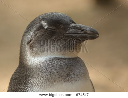 Spanie pingwina